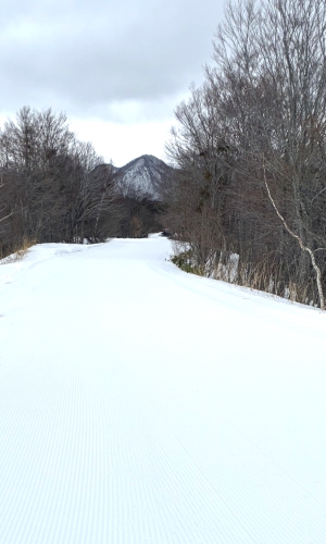 白樺インコース